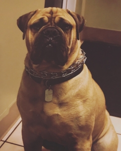 Handsome Bull Mastiff  Listing Image