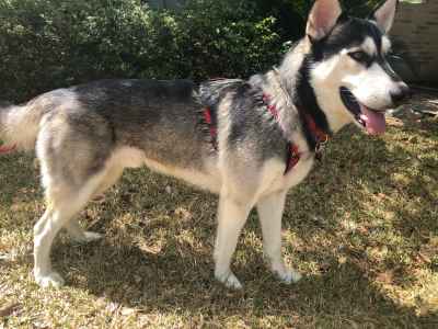 best non allergic dogs