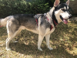 Siberian Husky Stud Listing Image