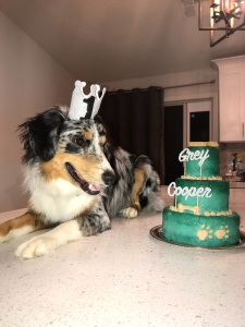 MINI AUSSIE STUD Listing Image