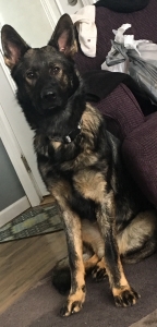 Black Sable working line German Shepherd Listing Image