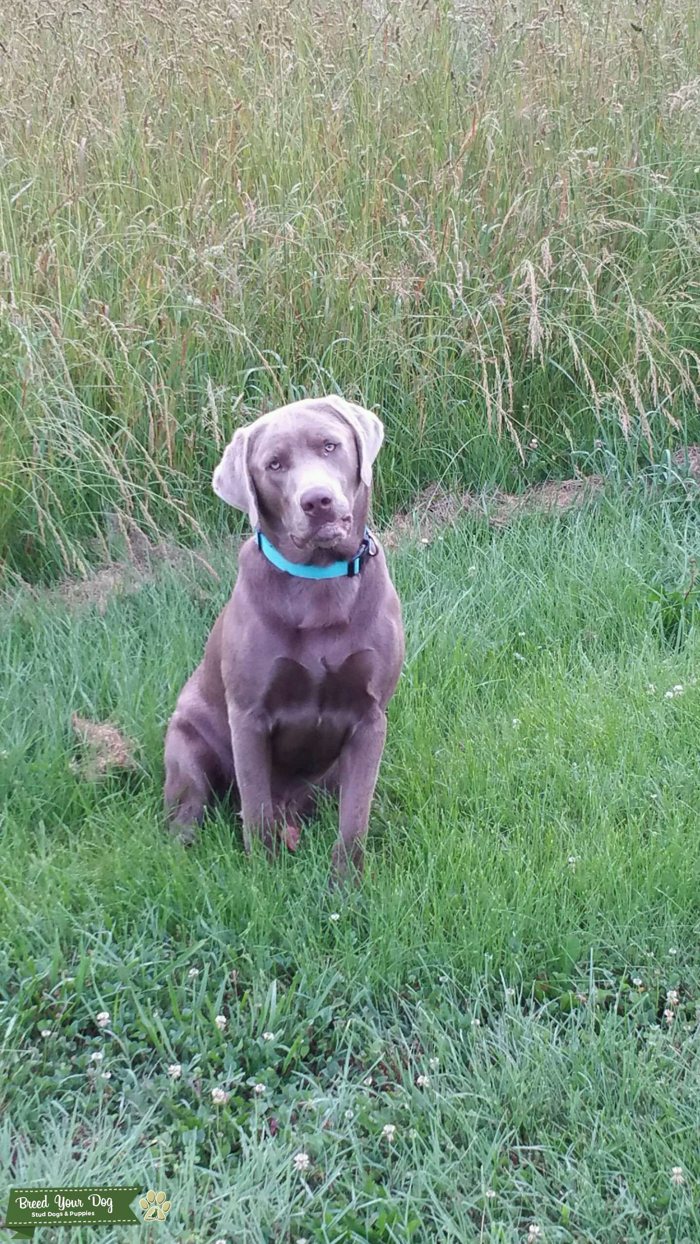 Silver Lab Stud Dog in Maryland , United States Breed Your Dog
