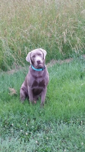 Silver Lab Listing Image