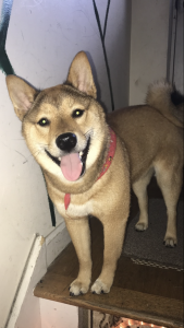 Shiba Inu Stud Listing Image