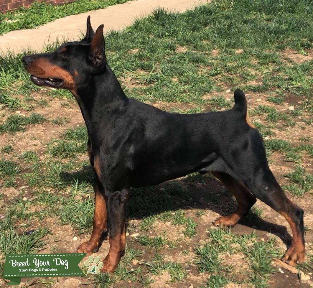 Black and Tan European Doberman Pincher Stud Dog KS Breed Your Dog