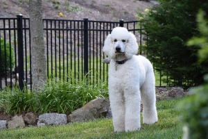 AKC White Standard Poodle Stud Listing Image