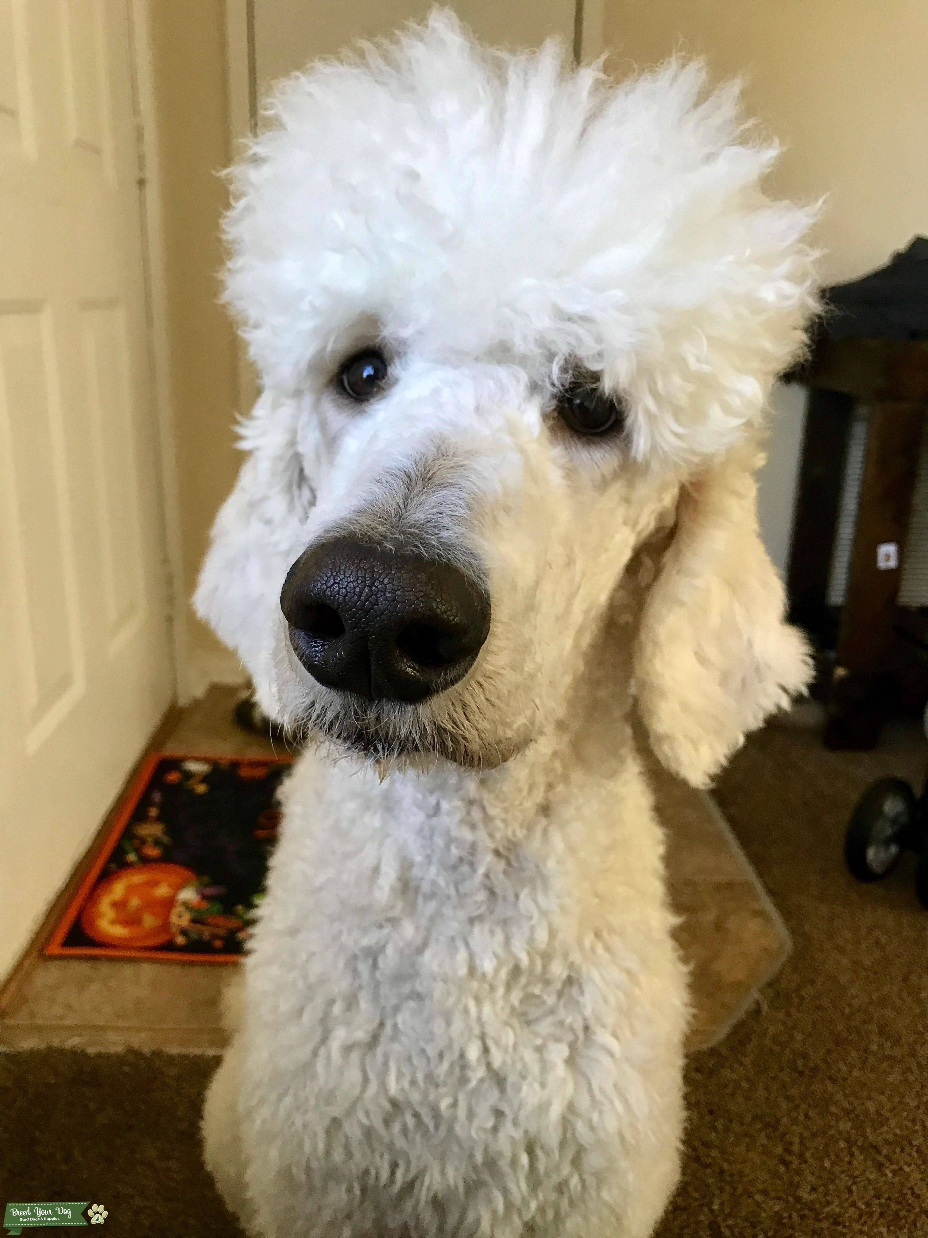 AKC White Standard Poodle Stud Stud Dog North Carolina Breed Your Dog