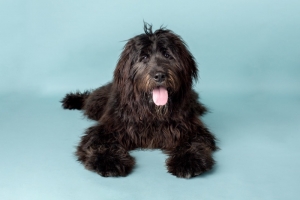 Stud Newfypoo Listing Image