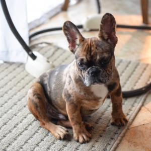 RARE Sable Merle AKC - ay/at Mm Dd no pied - Natural Breeder Listing Image