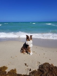 Red merle Austrailian Shepherd Listing Image