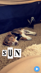 Purebred Beagle  Listing Image