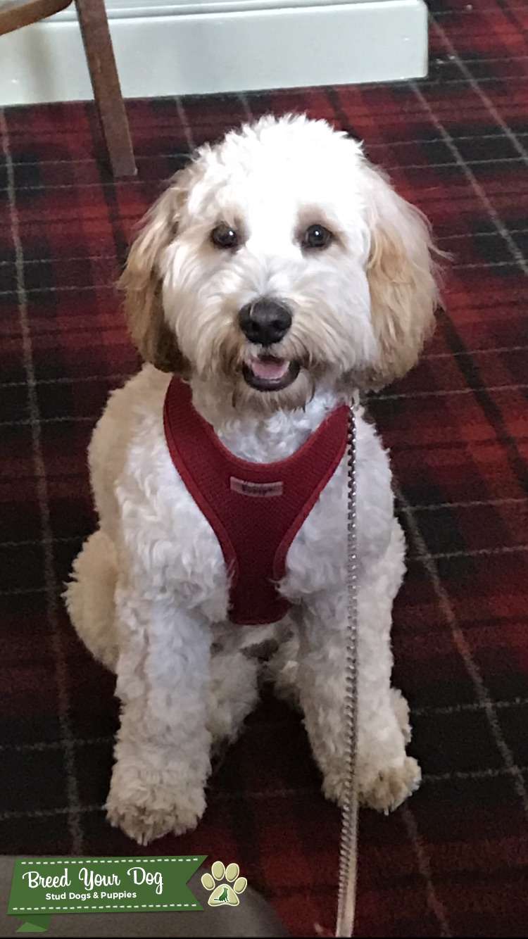 Male cockapoo for stud Stud Dog in Barnsley, South Yorkshire, the