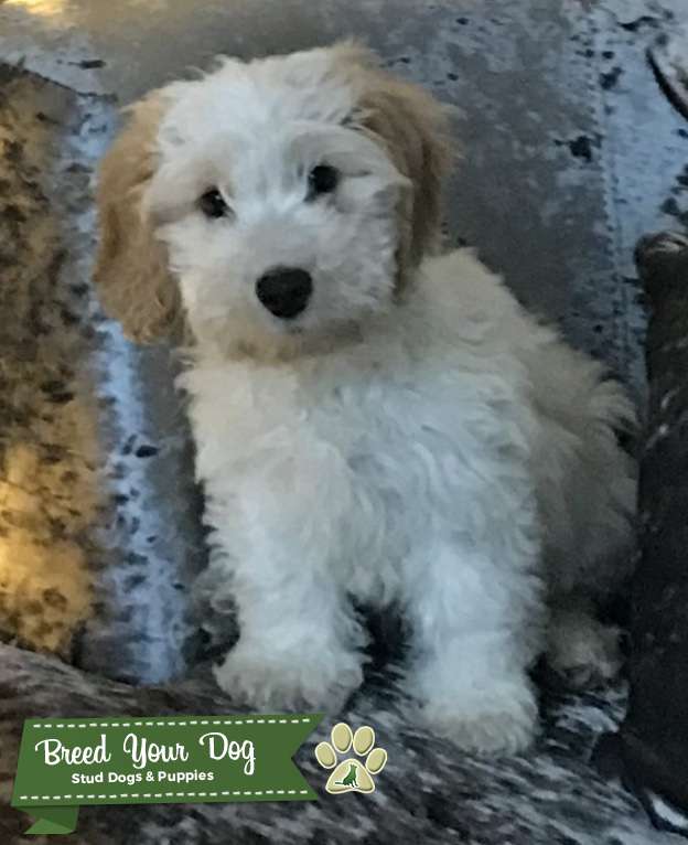 Male cockapoo for stud Stud Dog in Barnsley, South Yorkshire, the