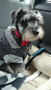 AKC Mini Schnauzer Listing Image