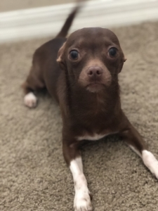 Deer head Chihuahua stud Listing Image