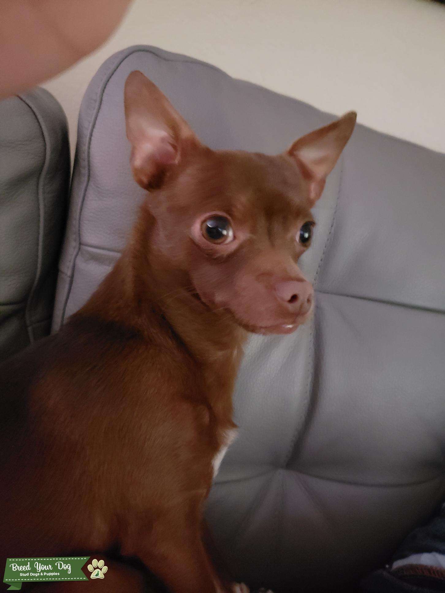 chihuahua stud near me