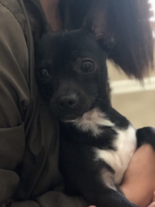 Black chihuahua Listing Image