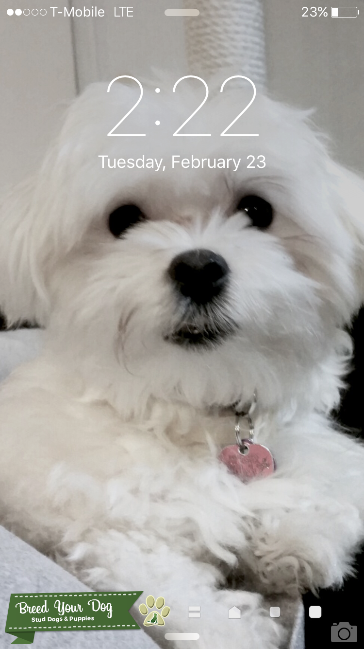 Maltese Boy handsome and smart Stud Dog in Michigan, the United