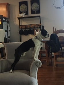 Beautiful Boston Boy Listing Image