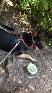 German Shepherd Stud Listing Image