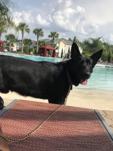 Black German Shepherd Listing Image