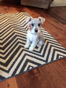 Platinum Miniature Schnauzer Listing Image