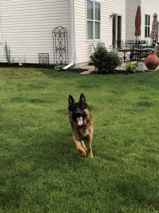 Imported German Shepherd  Listing Image