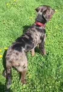 Catahoula Leopard Dog Listing Image