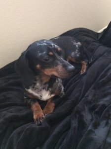 Miniature Dappled Dachshund Listing Image