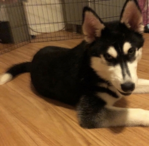 My Adorable Young Lady Is Looking To Mate With A Great Male Husky.  Listing Image