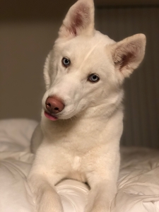 All white, pure Siberian Husky Listing Image