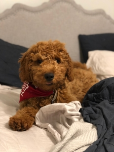 F1B Standard Goldendoodle Listing Image