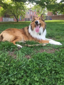 Collie for Stud Listing Image