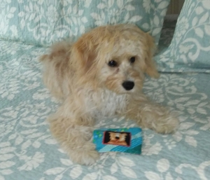 Ruby Male Cavachon available stud.  Listing Image