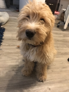Mini Goldendoodle  Listing Image