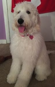 Beautiful F1B Goldendoodle ready for mate Listing Image