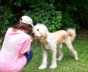 Goldendoodle Stud Listing Image