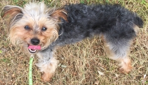 yorkshire terrier stud service near me