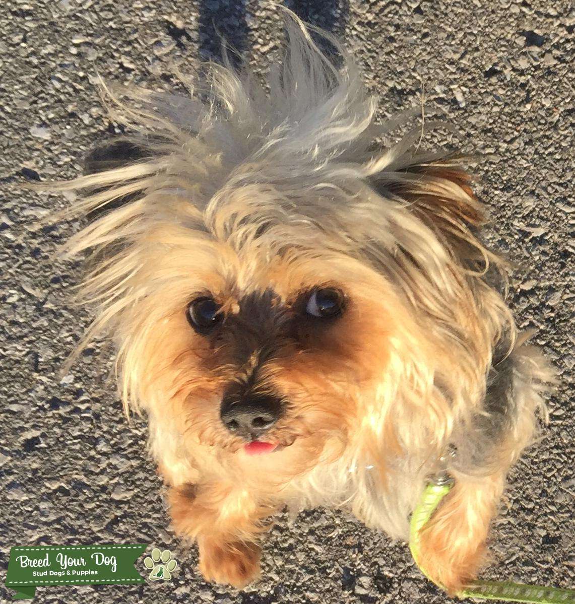 Yorkshire Terrier Stud Service Beautiful boy!! Stud Dog ON Breed