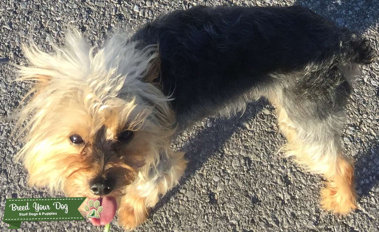 Yorkshire Terrier Stud Service Beautiful boy!! Stud Dog in ON, the