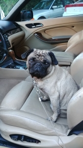 Pug Stud Listing Image