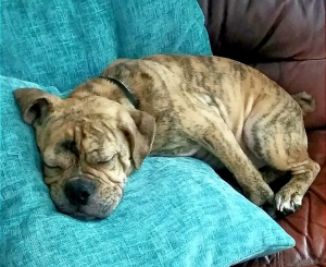 Tiger striped brindle bulldoggle Listing Image