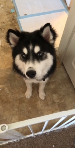 Siberian Husky Stud Listing Image