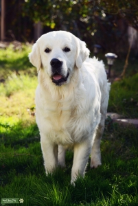 Golden Retriever Listing Image
