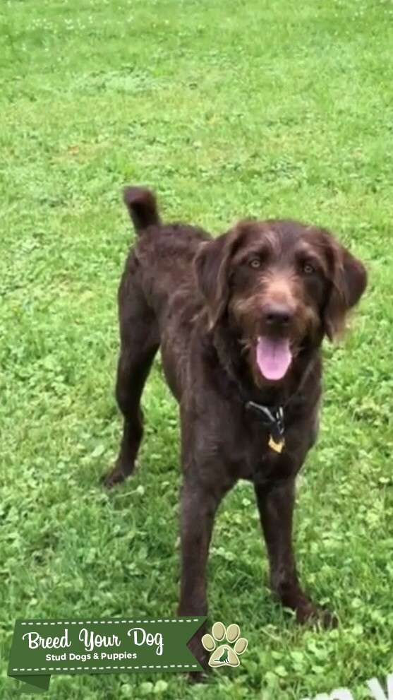 f1 chocolate labradoodle
