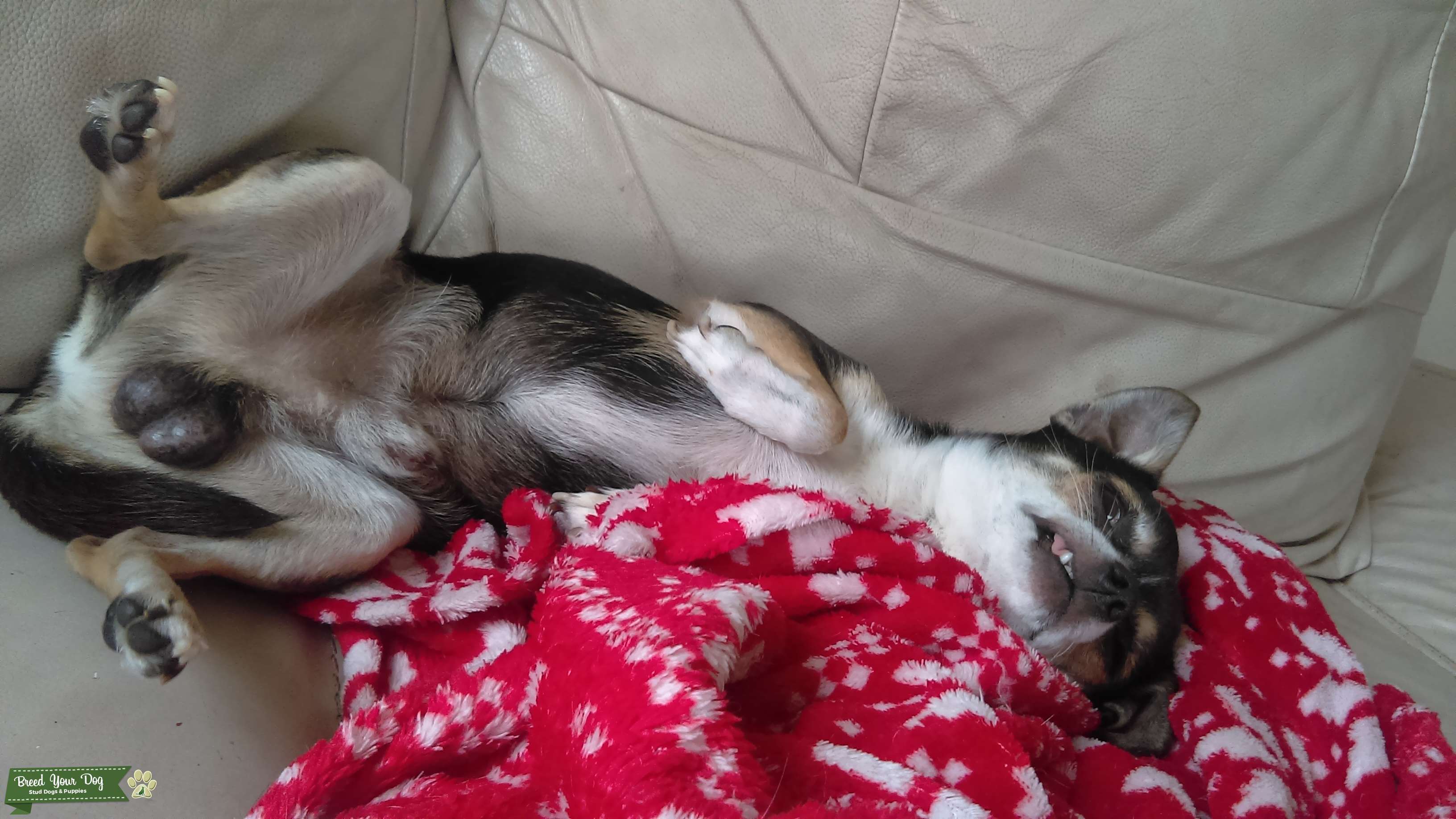 Blue teacup chihuaha stud Stud Dog in West Yorkshire, the United