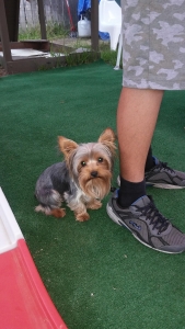 Purebred AKC Yorkshire Terrier Listing Image