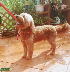 Mini Red Goldendoodle  Listing Image