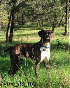 BOXER STUD Listing Image