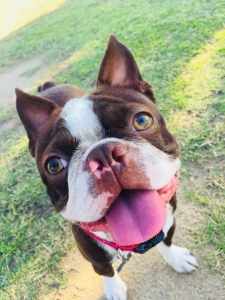 Boston Terrier Seal Listing Image
